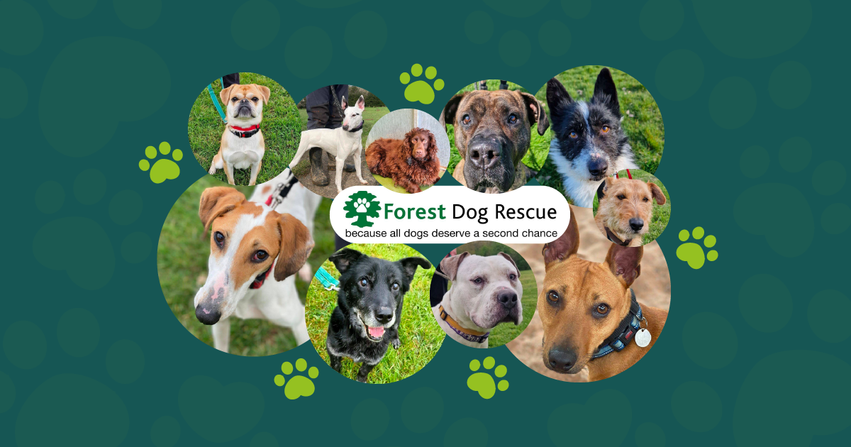 Forest Dog Rescue Blog Header 01